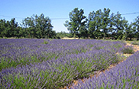Lavendel