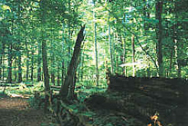 Bialowieza Urweald