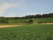 Weinbaugebiet