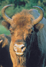 Wisent