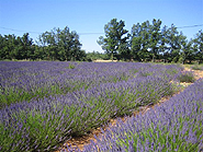 Lavendel