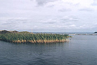 Müritz